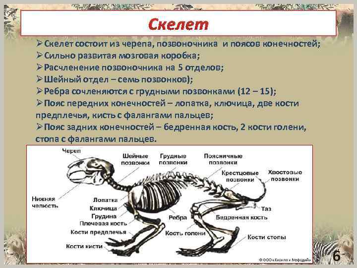 Презентация кости животных