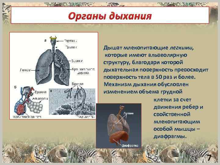 Органы дыхания Дышат млекопитающие легкими, которые имеют альвеолярную структуру, благодаря которой дыхательная поверхность превосходит