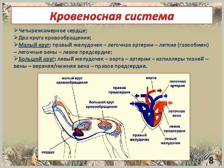 Кровеносная система ØЧетырехкамерное сердце; ØДва круга кровообращения; ØМалый круг: правый желудочек – легочная артерии