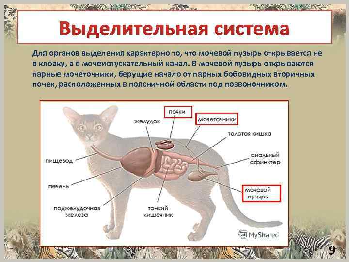 Проект по биологии 7 класс кошки