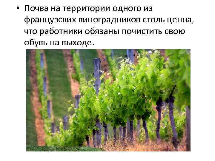  • Почва на территории одного из французских виноградников столь ценна, что работники обязаны