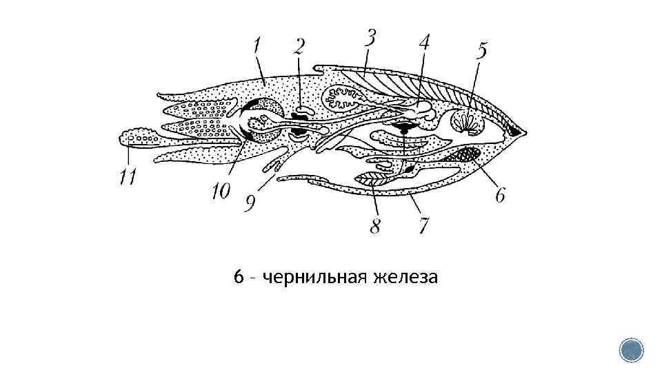 Раковина кальмара рисунок