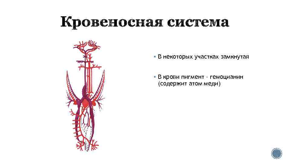 § В некоторых участках замкнутая § В крови пигмент – гемоцианин (содержит атом меди)