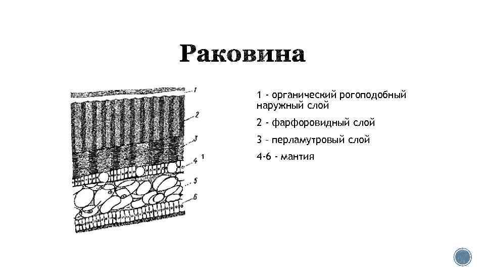 1 - органический рогоподобный наружный слой 2 - фарфоровидный слой 3 – перламутровый слой