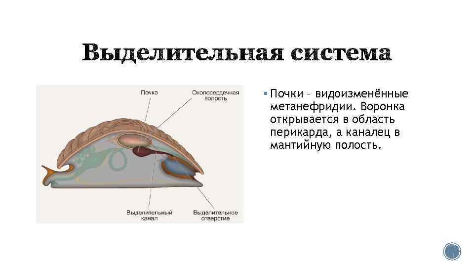 § Почки – видоизменённые метанефридии. Воронка открывается в область перикарда, а каналец в мантийную