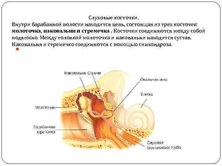 Ухо человека расположено в полости кости. В барабанной полости находятся слуховые косточки. Барабанная полость с цепью слуховых косточек. Слуховые косточки расположены в полости. Косточки среднее ухо наковальня.