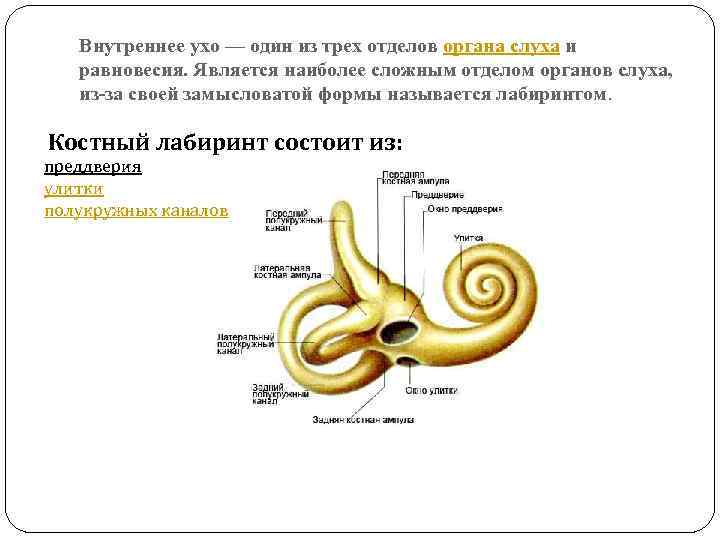 Три отдела внутреннего уха. Костный Лабиринт улитки состоит из. Строение костного Лабиринта улитки. Строение костного Лабиринта внутреннего уха. Костная улитка анатомия.