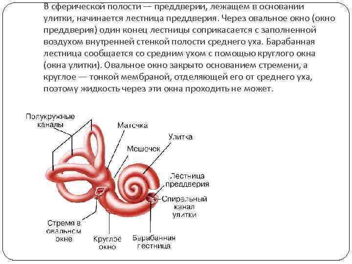 В сферической полости — преддверии, лежащем в основании улитки, начинается лестница преддверия. Через овальное