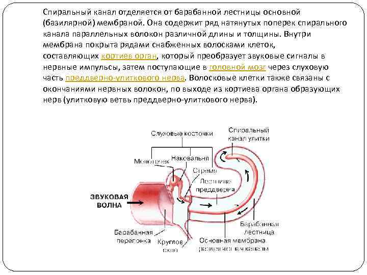 Спиральный канал отделяется от барабанной лестницы основной (базилярной) мембраной. Она содержит ряд натянутых поперек
