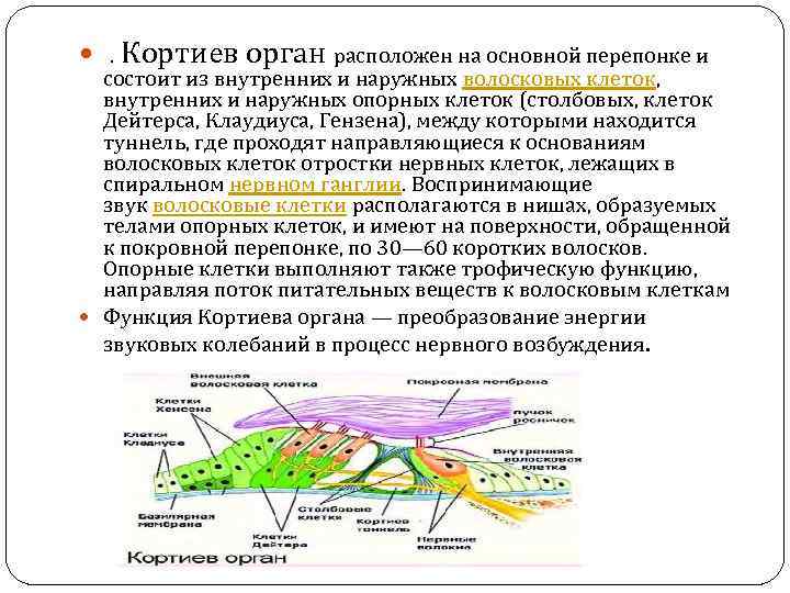 Анатомия физиология и патология органов слуха презентация