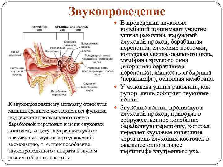 Функции периферического отдела органа слуха карта памяти