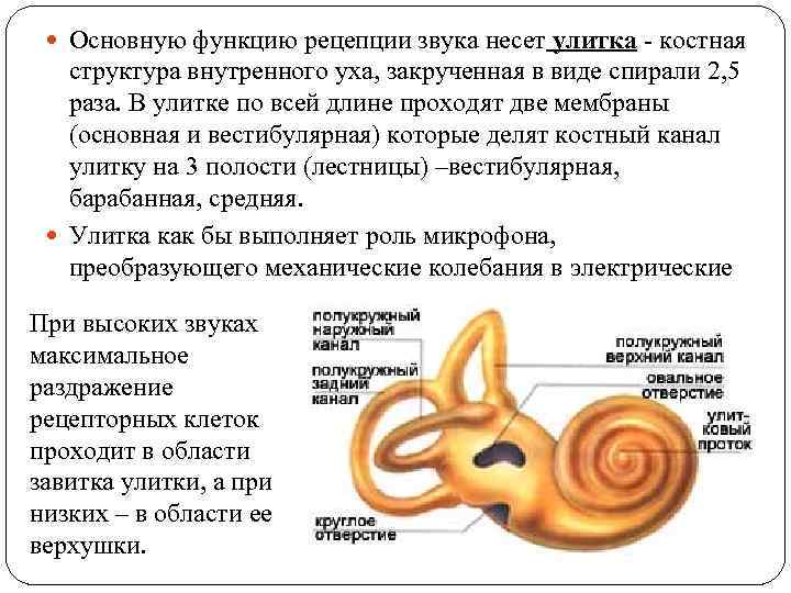 Назовите структуры уха человека обозначенные на рисунке буквами а и б какие функции они выполняют