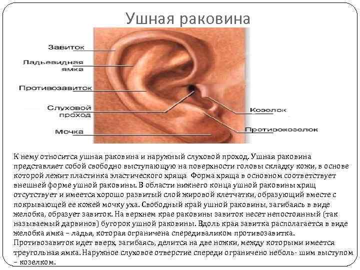 Перихондрит ушной раковины фото