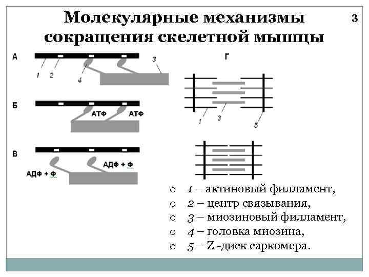 Молекулярные механизмы