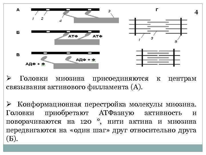 4 Ø Головки миозина присоединяются к центрам связывания актинового филламента (А). Ø Конформационная перестройка