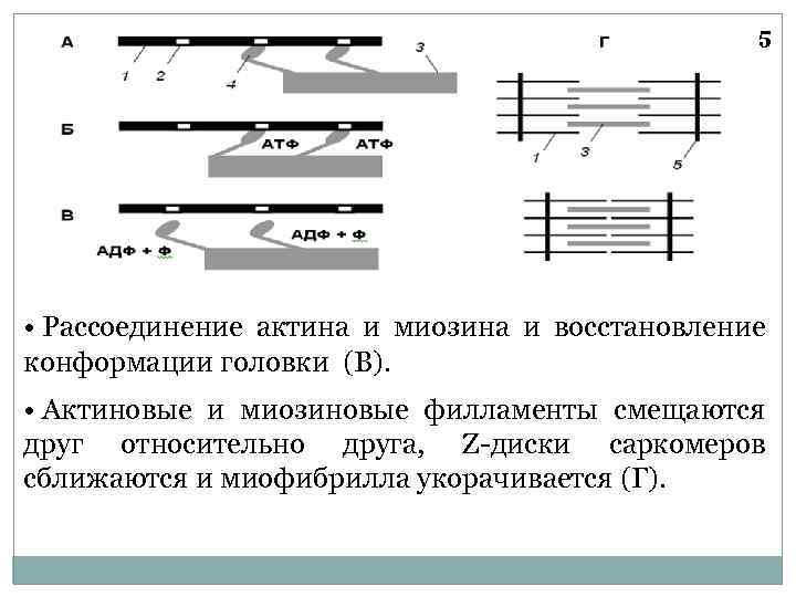 5 • Рассоединение актина и миозина и восстановление конформации головки (В). • Актиновые и