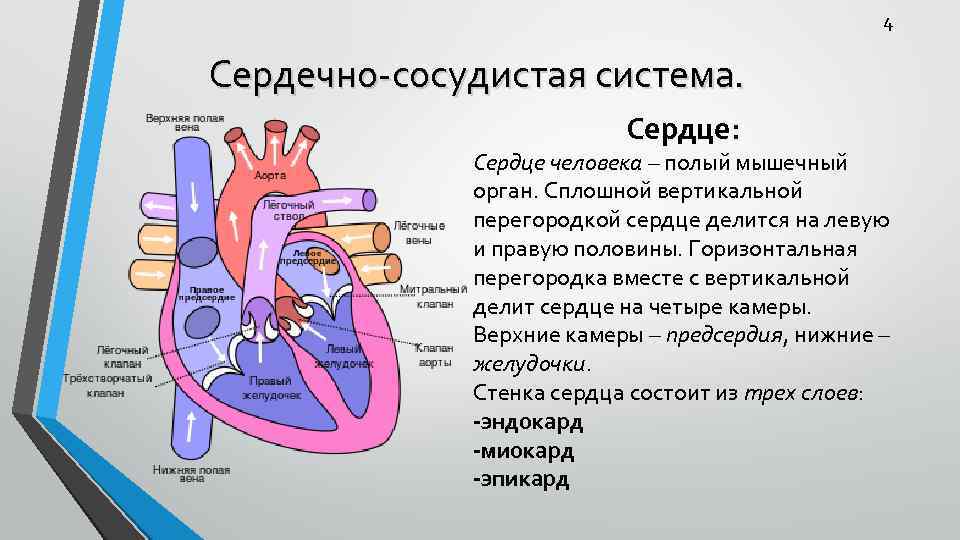 Сердечно сосудистая система функции. Сердечно сосудистая система сердце. Строение сердечно сосудистой системы. Сердечно сосудистая система строение сердца. Сердечно сосудиста ястстема >сердце.