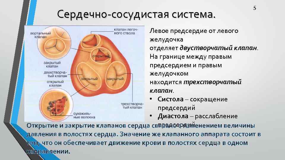 Сердечно-сосудистая система. 5 Левое предсердие от левого желудочка отделяет двустворчатый клапан. На границе между