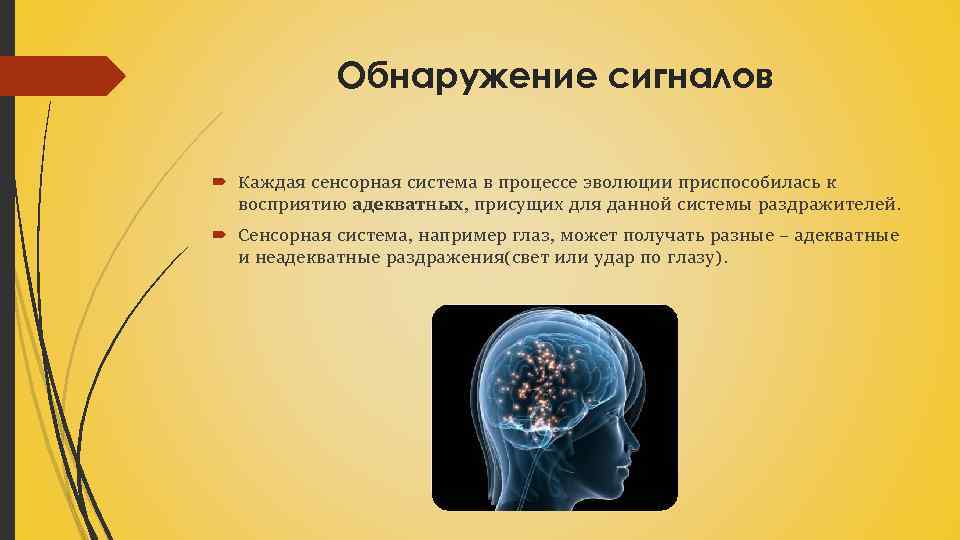 Обнаружение сигналов Каждая сенсорная система в процессе эволюции приспособилась к восприятию адекватных, присущих для