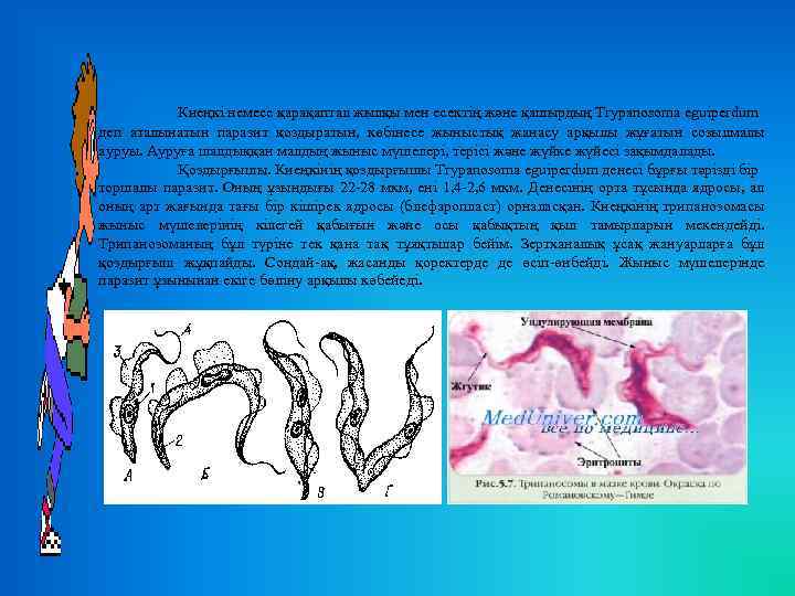 Киеңкі немесе қарақаптал жылқы мен есектің және қашырдың Trypanosoma eguіperdum деп аталынатын паразит қоздыратын,