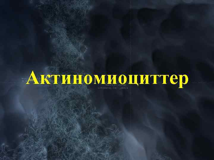 Актиномиоциттер 