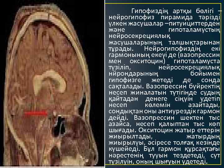 Гипофиздің артқы бөлігі – нейрогипофиз пирамида тәрізді үлкен жасушалар –питуициттерден және гипоталамустың нейросекрециялық жасушаларының