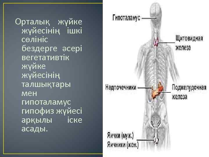 Орталық жүйке жүйесінің ішкі сөлініс бездерге әсері вегетативтік жүйке жүйесінің талшықтары мен гипоталамус гипофиз