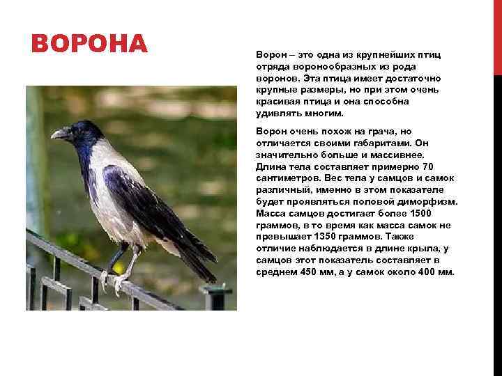 ВОРОНА Ворон – это одна из крупнейших птиц отряда воронообразных из рода воронов. Эта