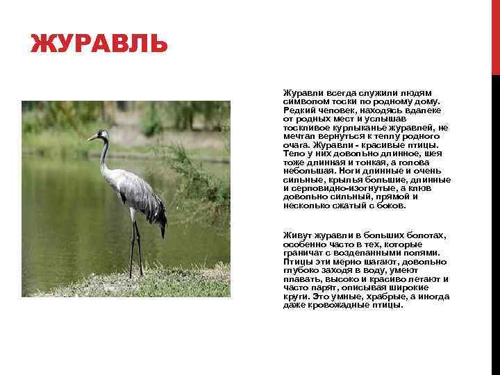 ЖУРАВЛЬ Журавли всегда служили людям символом тоски по родному дому. Редкий человек, находясь вдалеке