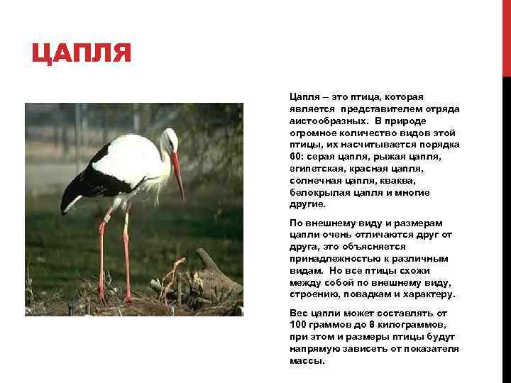 ЦАПЛЯ Цапля – это птица, которая является представителем отряда аистообразных. В природе огромное количество