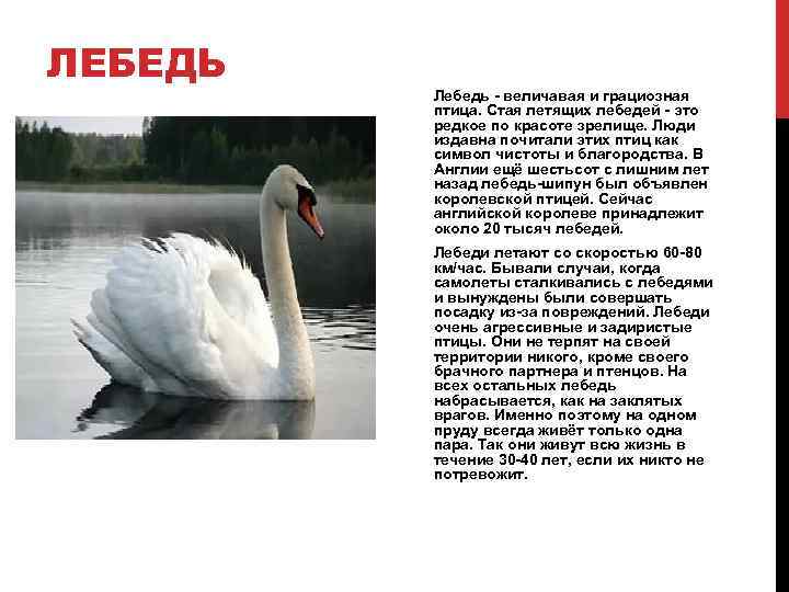 ЛЕБЕДЬ Лебедь - величавая и грациозная птица. Стая летящих лебедей - это редкое по