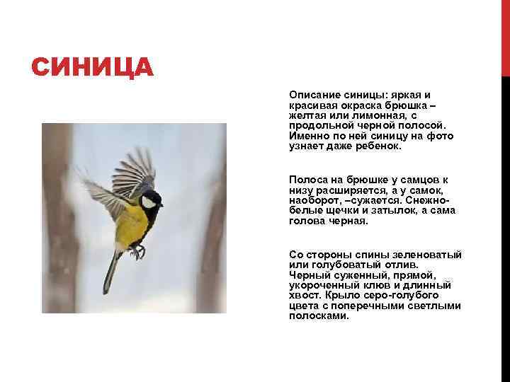СИНИЦА Описание синицы: яркая и красивая окраска брюшка – желтая или лимонная, с продольной