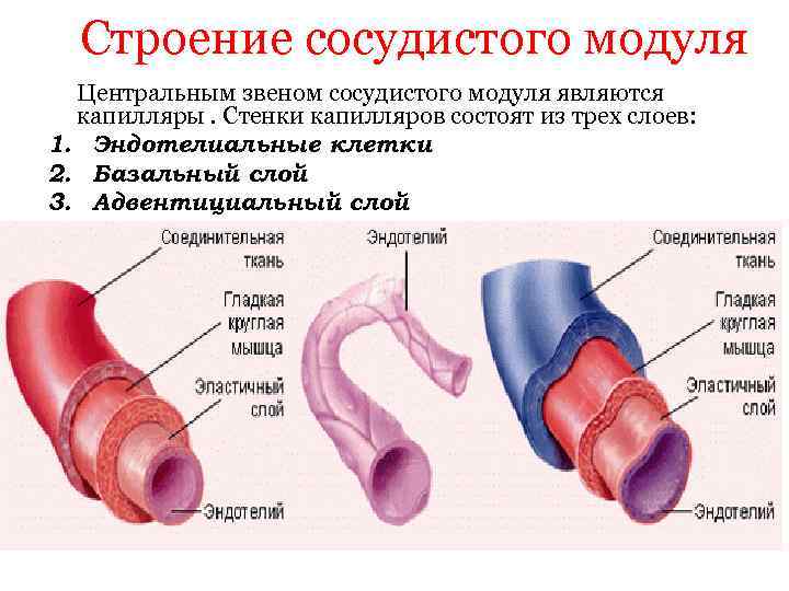 План строения кровеносных сосудов