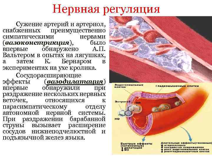 Нервная регуляция Сужение артерий и артериол, снабженных преимущественно симпатическими нервами (вазоконстрикция), было впервые обнаружено