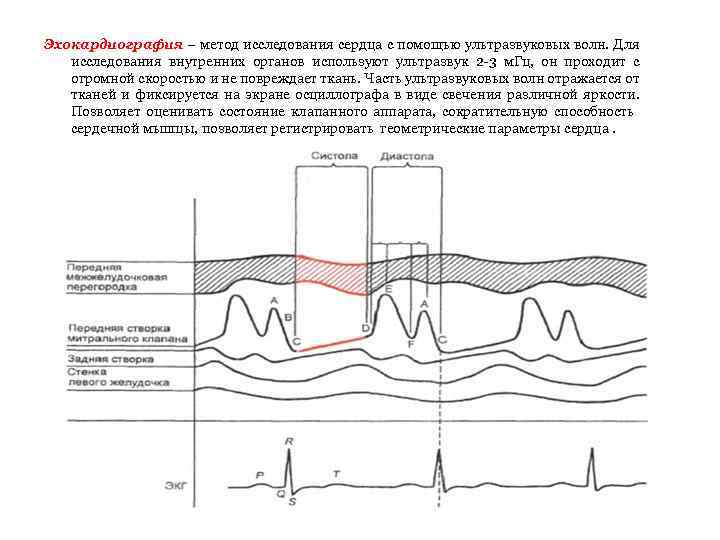 Эхокардиография – метод исследования сердца с помощью ультразвуковых волн. Для исследования внутренних органов используют