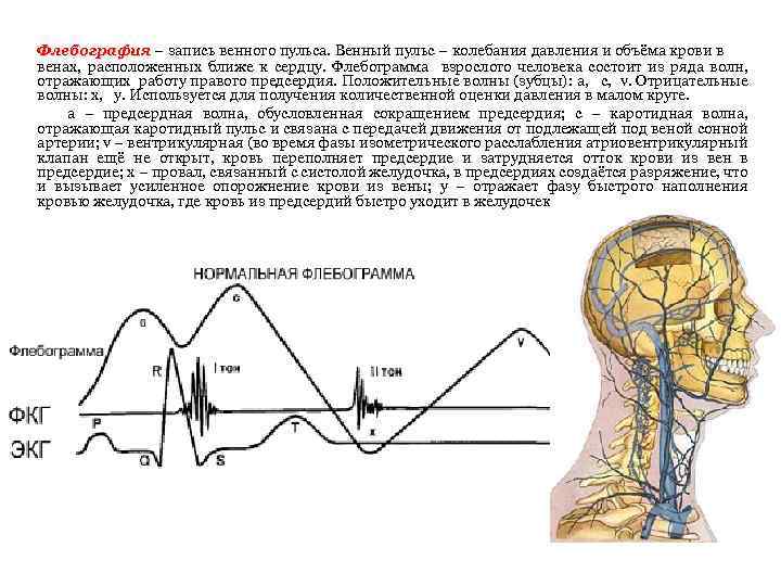 Флебография – запись венного пульса. Венный пульс – колебания давления и объёма крови в
