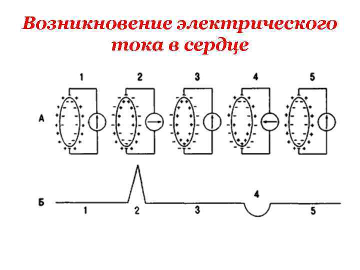 Возникновение электрического тока в сердце 