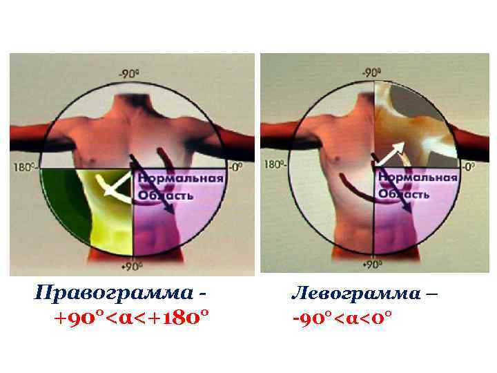 Теория периферических сердец аринчина презентация