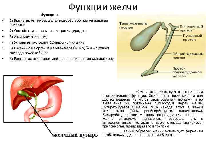 Функции желчи • • • Функции: 1) Эмульгирует жиры, делая водорастворимыми жирные кислоты; 2)