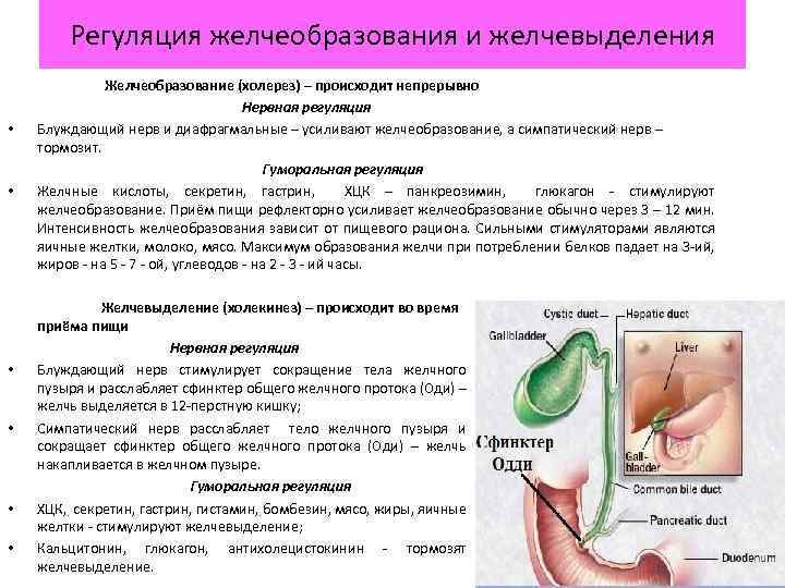 Регуляция желчеобразования и желчевыделения Желчеобразование (холерез) – происходит непрерывно Нервная регуляция • Блуждающий нерв