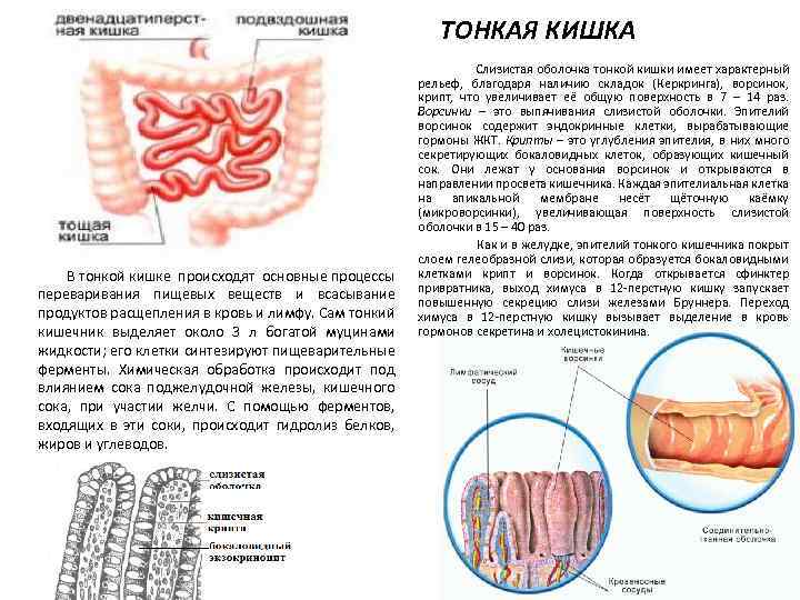 ТОНКАЯ КИШКА • • В тонкой кишке происходят основные процессы переваривания пищевых веществ и