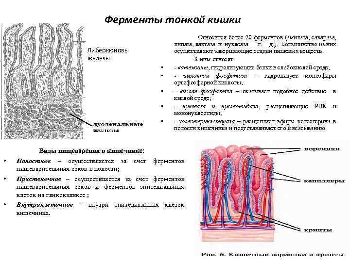 Ферменты тонкой кишки Либеркюновы железы Относится более 20 ферментов (амилаза, сахараза, липаза, лактаза и