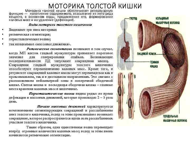 МОТОРИКА ТОЛСТОЙ КИШКИ Моторика толстой кишки обеспечивает резервуарную функцию — накопление содержимого, всасывание из