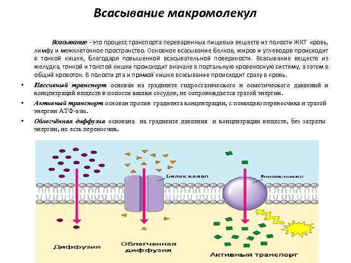 Всасывание макромолекул • • • Всасывание - это процесс транспорта переваренных пищевых веществ из