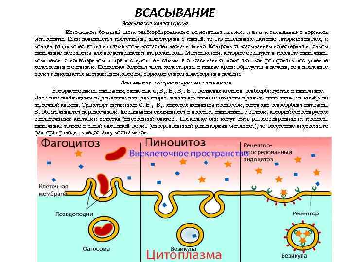 ВСАСЫВАНИЕ Всасывание холестерина Источником большей части реабсорбированного холестерина является желчь и слущенные с ворсинок