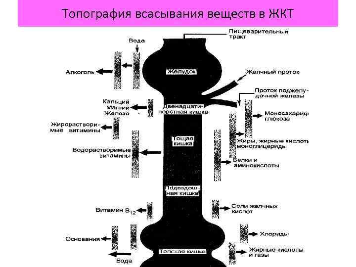 Топография всасывания веществ в ЖКТ 