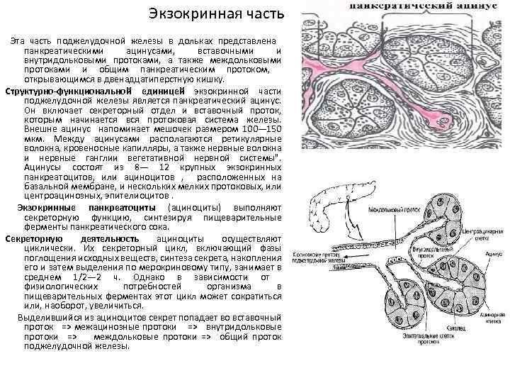 Экзокринная часть Эта часть поджелудочной железы в дольках представлена панкреатическими ацинусами, вставочными и внутридольковыми