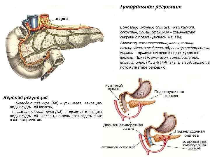 Гуморальная регуляция • • Нервная регуляция Блуждающий нерв (АХ) – усиливает секрецию поджелудочной железы,