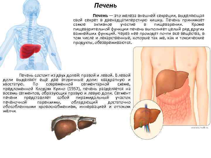 Печень Печень — это железа внешней секреции, выделяющая свой секрет в двенадцатиперстную кишку. Печень