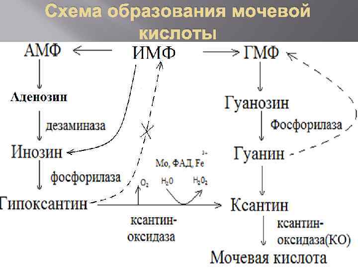 Схема образования мочевой кислоты